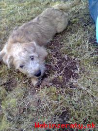 Irish soft coated wheaten terir