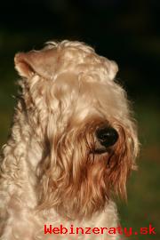 Irish soft coated wheaten terir