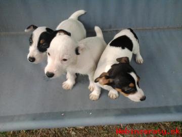 JACK RUSSELL TERRIER