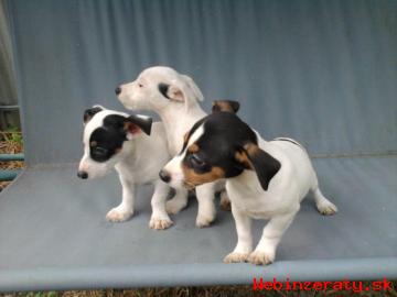 JACK RUSSELL TERRIER