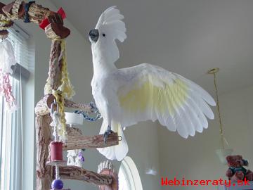 Prodm Detnk kakadu papouci