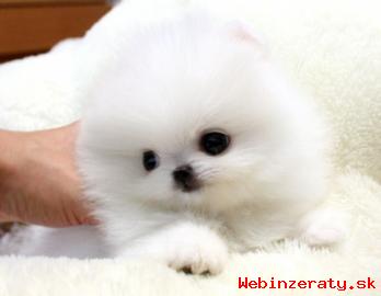 Ndhern a Roztomil Pomeranian teat