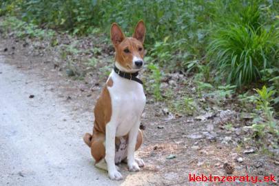 tata Basenji s PP