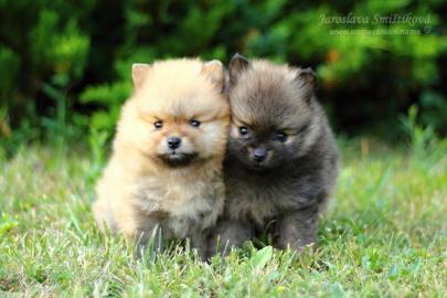 Nmeck pic trpasli/Pomeranian