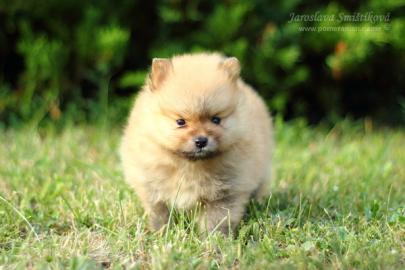 Nmeck pic trpasli/Pomeranian