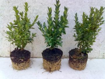 Buxus  Krupn 20/30 v9