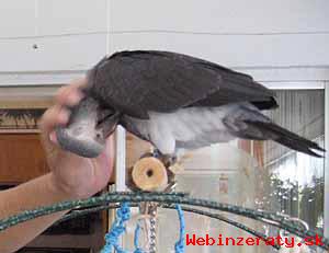 Krsna Africk ed papouci pro prodej