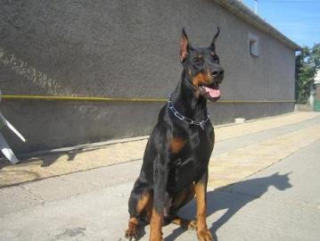 teniatka istokrvnch DOBERMANOV