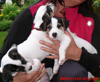 Predme teniatka Jack Russell terir