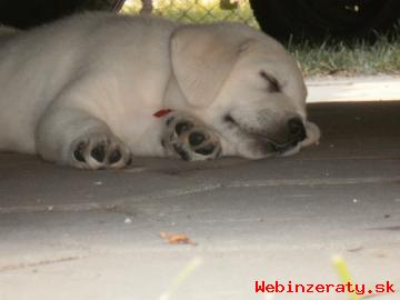 Labrador Retriever  - teniatka s PP