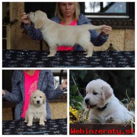 ttka golden retrievera s PP