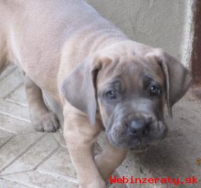 Predm teniatka Cane corso