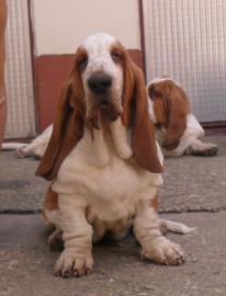 Basset Hound steniatka