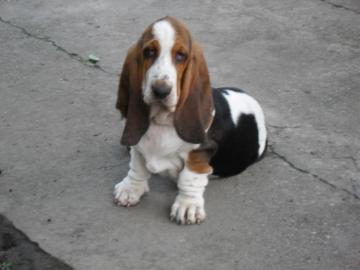 Basset Hound steniatka