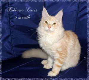 maine coon s PP