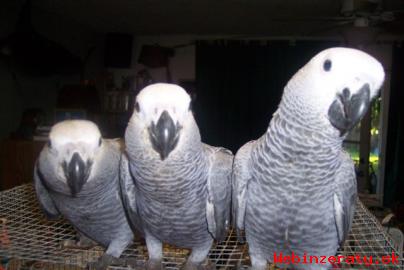 Nabdka Africk ed papouci pro prodej