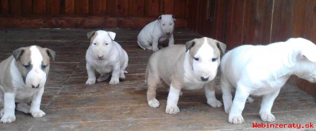 BULLTERRIER, BULLTERIER, BULTERIER