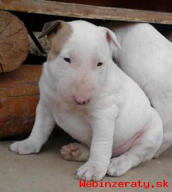 BULLTERRIER, BULLTERIER, BULTERIER