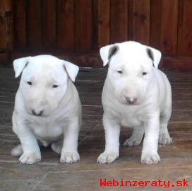 BULLTERRIER, BULLTERIER, BULTERIER