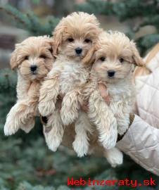 Maltipoo teniatka