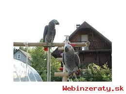 Papagje a Parrot vajcia