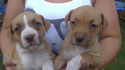 Pitbull red nose teniatka