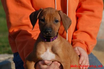 Rhodesian ridgeback