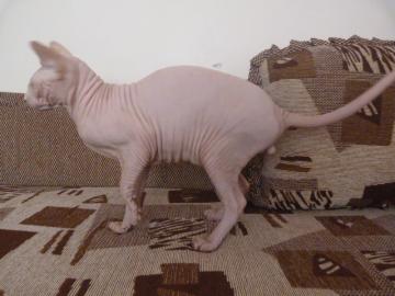 Sphynx - CANADIAN. 