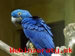 Ndhern hycinth papagj
