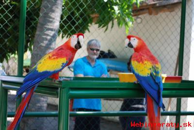 Zlat A Modr Papouek papouci pro prod