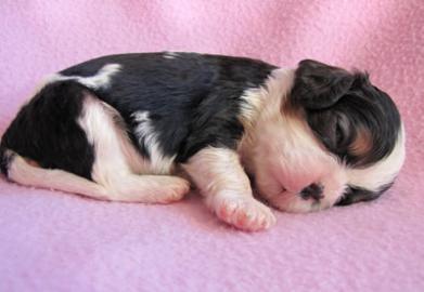 Cavalier King Charles spaniel s PP