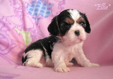 Cavalier King Charles spaniel s PP