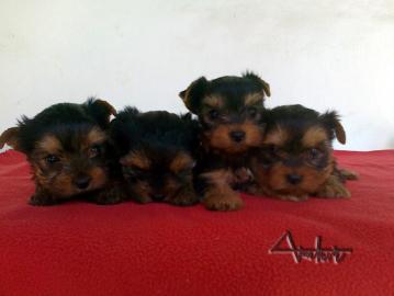 Yorkshire terrier a ivava dlhosrst