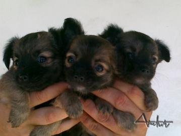 Yorkshire terrier a ivava dlhosrst