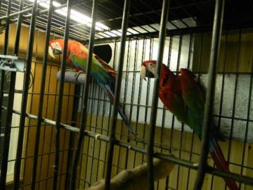 Bezplatne pr zelench okrdlen papagj