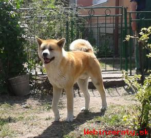 Akita Inu - Krytie