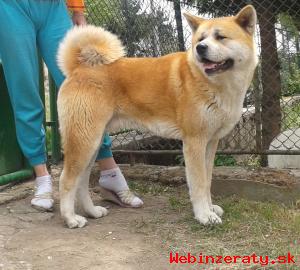 Akita Inu - Krytie