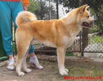 Akita Inu - Krytie