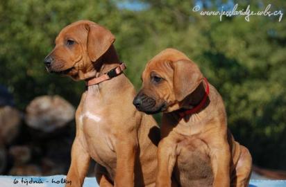 Rhodsk ridgeback- posledn ttka