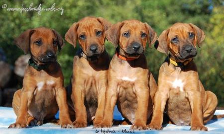 Rhodsk ridgeback- posledn ttka