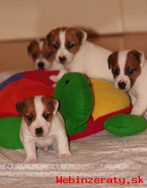 Jack Russel terier s  PP