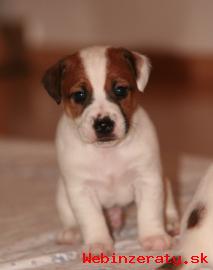 Jack Russel terier s  PP