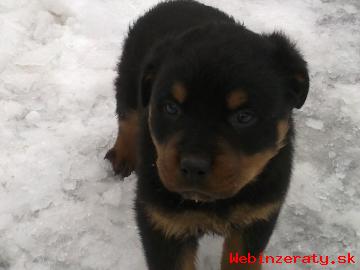 Rottweiler,rotvajler,rottvajler,RTW