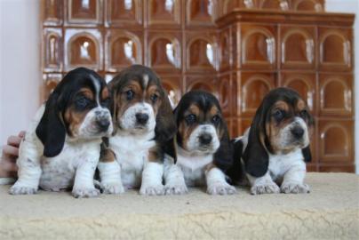 Basset Hound s PP