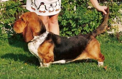 Basset Hound s PP