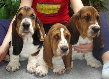 Basset Hound s PP