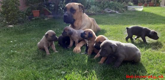 Cane corso predaj