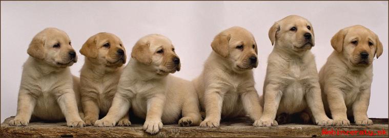 Labrador retriever, lt s PP