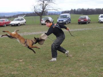 BO malinois tata