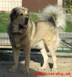 Tibetsk doga teniatka s PP 2012/2013